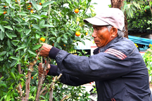 Tái sử dụng "xác" cây quất, nông dân tất bật cho vụ Tết năm sau