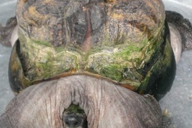 Nhiều người hỏi mua rùa “siêu dị”