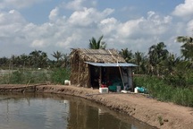 3 người trong một gia đình tử vong tại chòi canh tôm