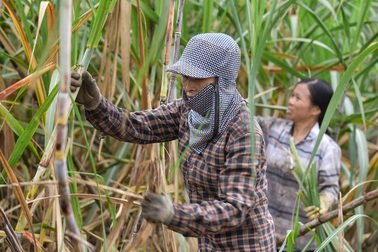 Chuyện thoát nghèo nhờ cây mía ở huyện miền núi Thạch Thành