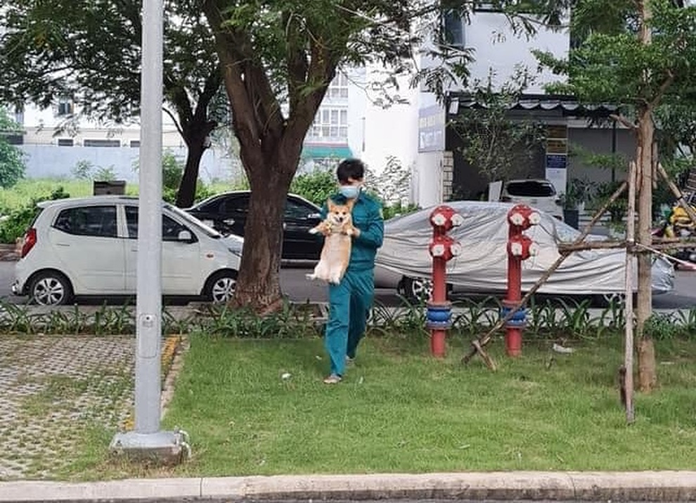 Chú chó được dân phòng ở TPHCM bế về khi đang mải đi dạo - 1 Chú chó được dân phòng ở TPHCM bế về khi đang mải đi dạo - 1