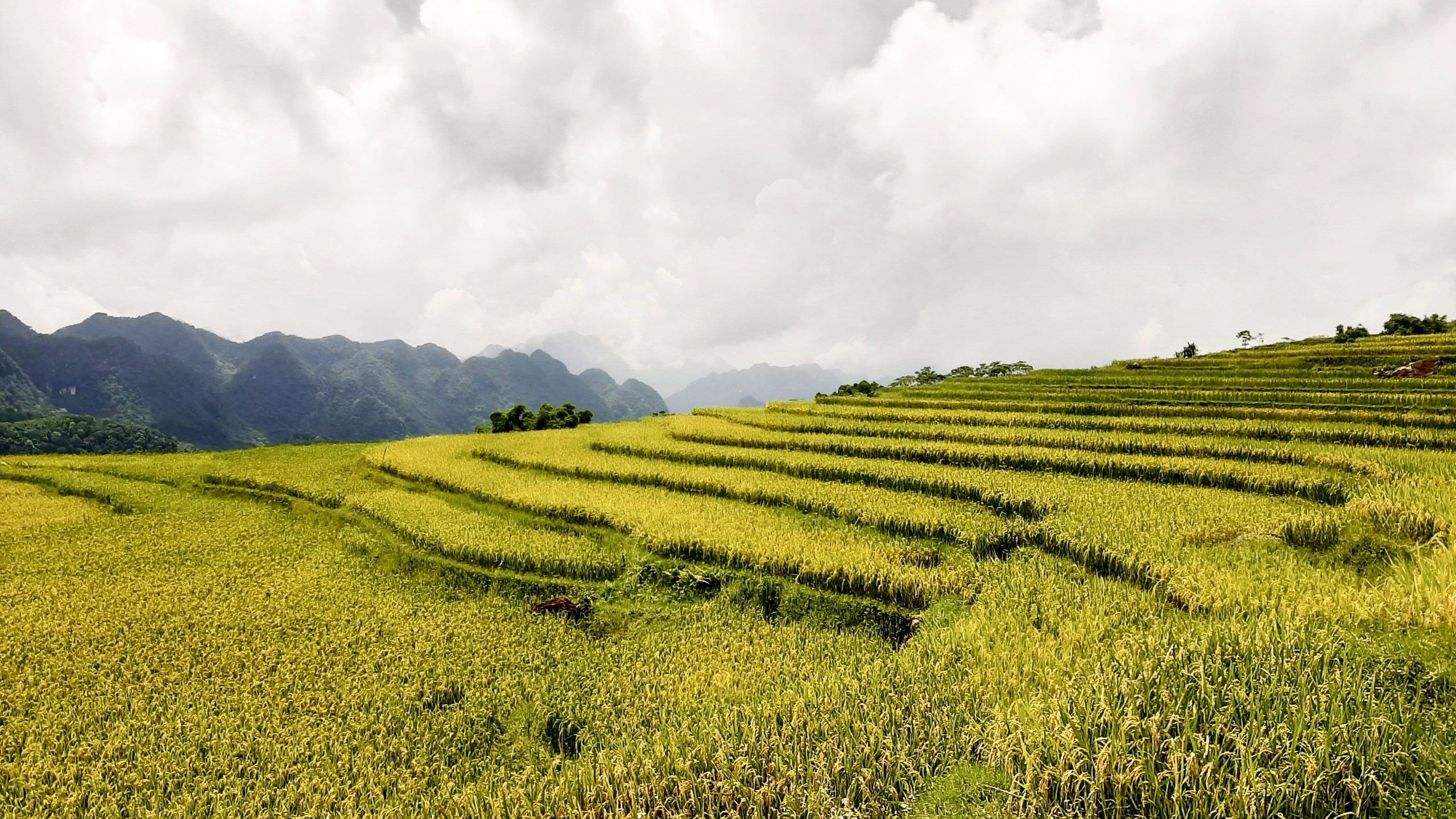 Rực rỡ mùa vàng trên đỉnh Pù Luông - 5 Rực rỡ mùa vàng trên đỉnh Pù Luông - 5