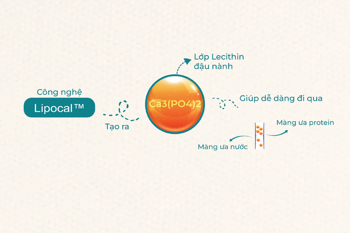Công nghệ Lipocal tạo ra canxi sinh học có gì đặc biệt? - 1 Công nghệ Lipocal tạo ra canxi sinh học có gì đặc biệt? - 1