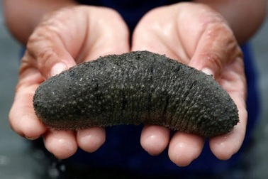 Phát hiện loại đường kháng ung thư trong đặc sản biển