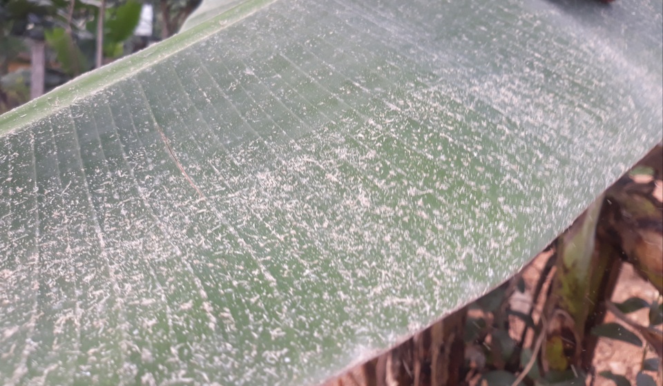 Bụi nhà máy mì phủ trắng cả khu dân cư - 2 Bụi nhà máy mì phủ trắng cả khu dân cư - 2