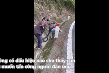 Nhóm người vây bắt rắn hổ chúa tại Đà Lạt Vừa liều mạng vừa vi phạm luật
