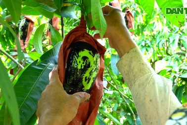 Độc lạ xoài in linh vật rồng bán "đắt như tôm tươi"