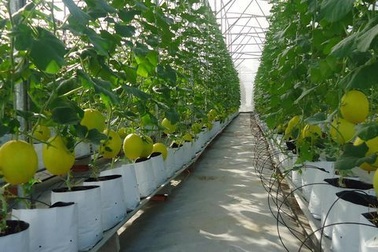 Người Việt có tầm ảnh hưởng với khát vọng đưa nông nghiệp thực sự trở thành thế mạnh của Việt Nam