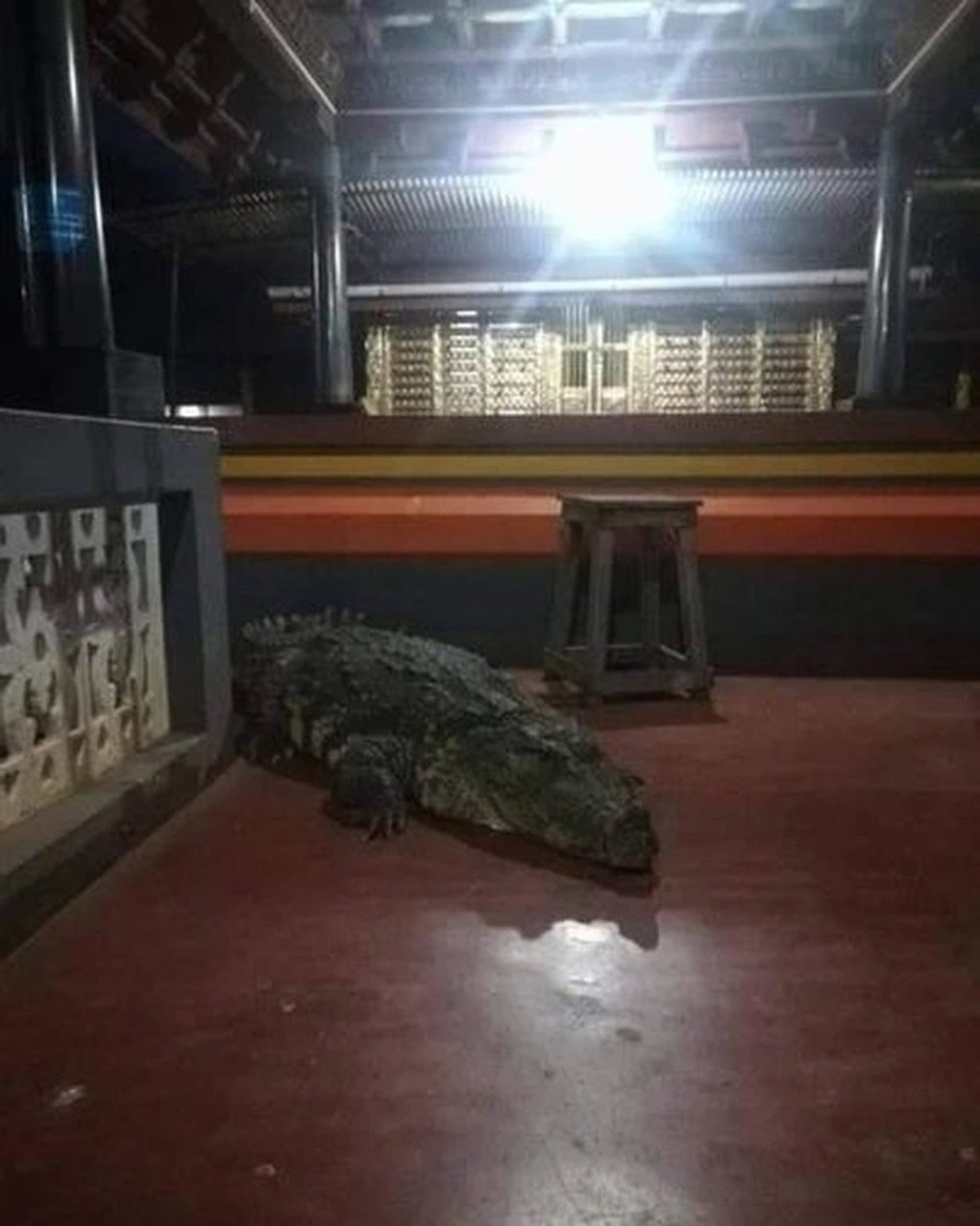 Cá sấu ăn chay chưa từng cắn người, sống ở đền thiêng 80 năm vừa qua đời - 3 Cá sấu ăn chay chưa từng cắn người, sống ở đền thiêng 80 năm vừa qua đời - 3