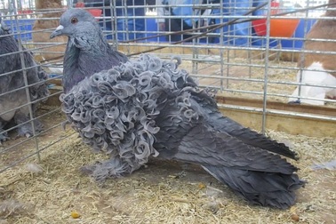 Độc đáo bồ câu lông xoăn sành điệu