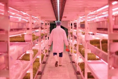 Kinh ngạc nông trại hiện đại ở độ sâu 33m, trồng rau không cần đất