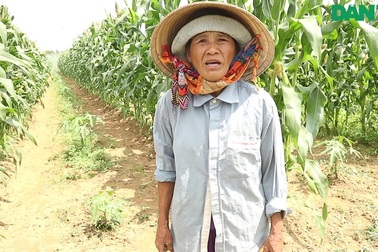 Người dân chia sẻ rau quả rớt giá sau Tết