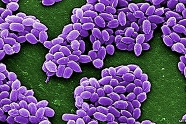 Quân đội Mỹ gửi nhầm vi khuẩn gây bệnh than sang Hàn Quốc 