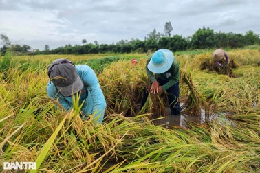 Những vựa lúa trĩu bông được người dân Hậu Giang cứu ra sao sau mưa bão?