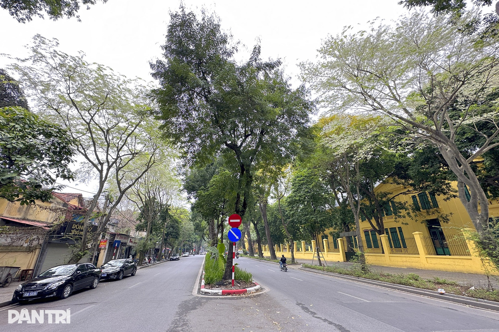 Hoa sưa nở trắng nhiều tuyến phố Hà Nội - 15 Hoa sưa nở trắng nhiều tuyến phố Hà Nội - 15