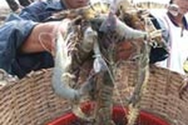 Nhiều doanh nghiệp thủy sản phải giảm 50% công suất