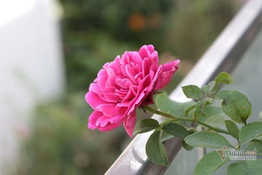 "Xin" tiền vợ mua nhà cho bồ, mất trắng vào đêm định mệnh