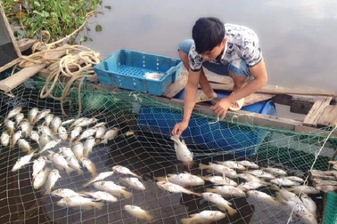 Vụ cá chết hàng loạt: "Cá chết hết rồi, lấy tiền đâu cho con đi học!"