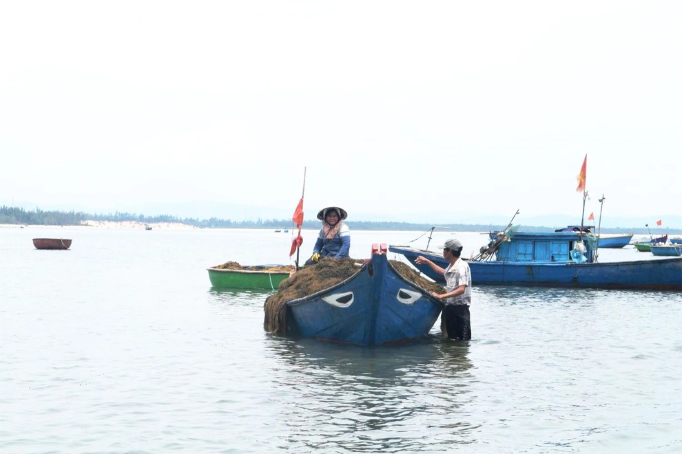 Liều mưu sinh dưới đáy biển sâu, người hái rong mơ kiếm tiền triệu mỗi ngày - 1 Liều mưu sinh dưới đáy biển sâu, người hái rong mơ kiếm tiền triệu mỗi ngày - 1