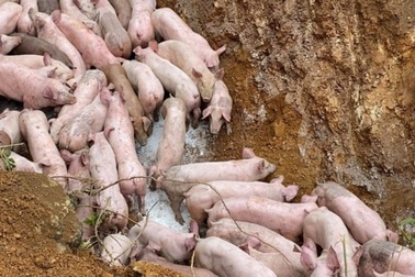 Đã xác định đối tượng thả đàn lợn gần trăm con nghi nhiễm bệnh bên đường