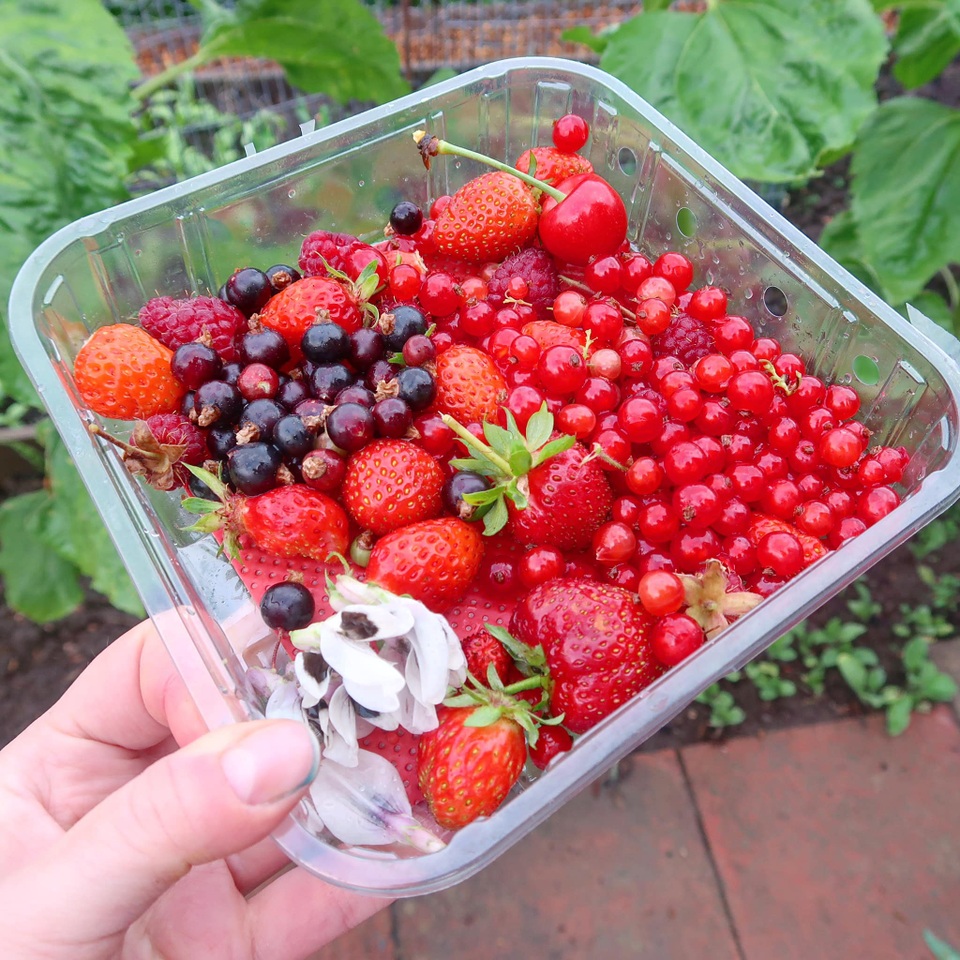 Mãn nhãn vườn sum suê với hàng trăm loại rau trái của cô gái trẻ - 8