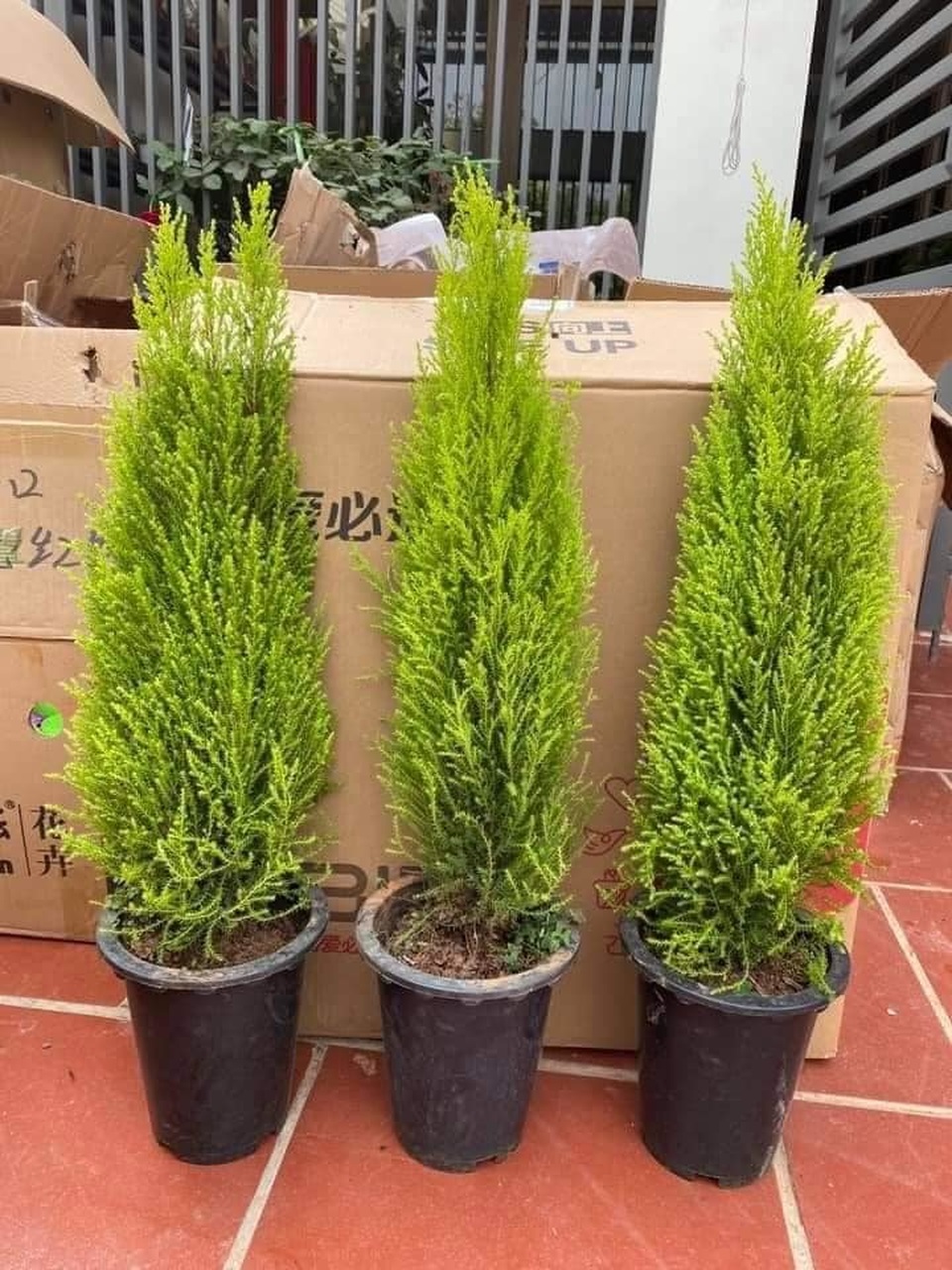 Tùng thơm mini giống hệt cây thông đắt khách Noel 2020 - 3 Tùng thơm mini giống hệt cây thông đắt khách Noel 2020 - 3