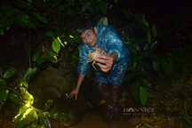 Săn cua đá ăn với lá rừng, thứ đặc sản giá đắt mà có tiền chưa chắc đã mua được