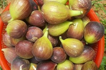 Quả sung to như trứng vịt, giá "cắt cổ" vẫn hút khách mua