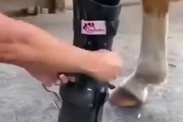 Ngựa được lắp chân giả để có thể chạy nhảy trở lại