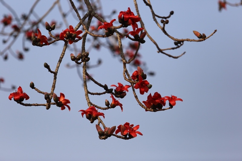 Ngắm cây hoa gạo cổ thụ trước sân đền hàng trăm năm tuổi - 5 Ngắm cây hoa gạo cổ thụ trước sân đền hàng trăm năm tuổi - 5