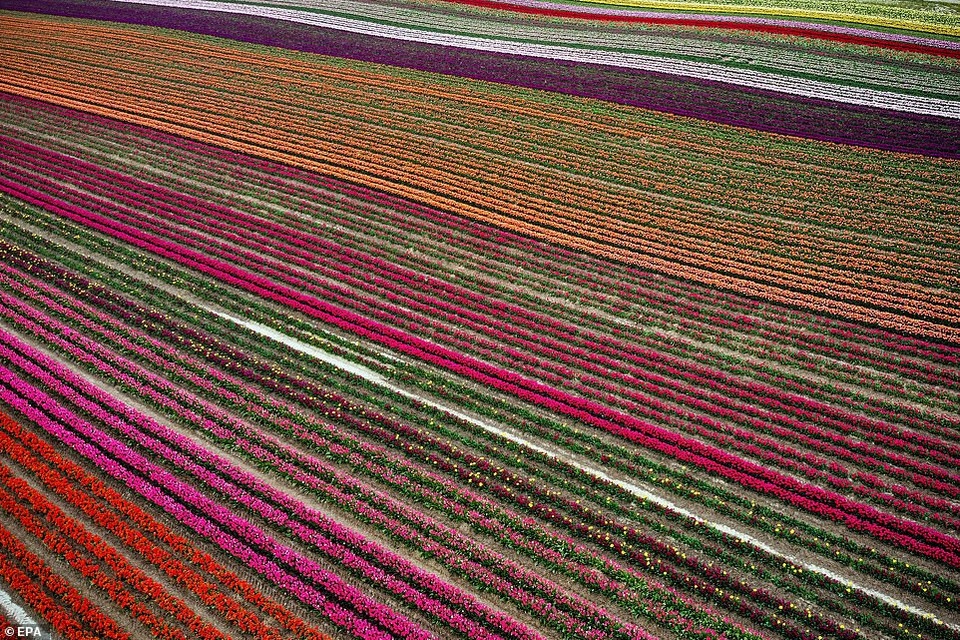 Mãn nhãn với cánh đồng hoa tulip rực rỡ sắc màu - 9 Mãn nhãn với cánh đồng hoa tulip rực rỡ sắc màu - 9