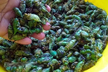 Đặc sản Việt "đánh cược sinh mệnh với tử thần" khi thưởng thức