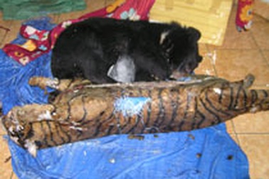 Bắt quả tang xe taxi chở hổ và gấu 