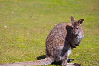 Chuột túi có thể giao tiếp với con người như động vật thuần hóa