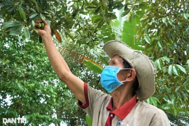 Từng là cây mọc dại nay cà na thành đặc sản "một vốn bốn lời"