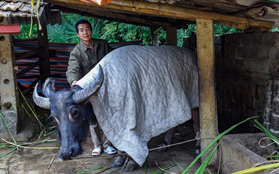 Người chăn nuôi đắp chăn cho trâu, đốt lửa sưởi ấm gà - 2 Người chăn nuôi đắp chăn cho trâu, đốt lửa sưởi ấm gà - 2