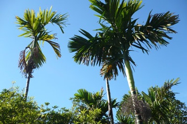 Hàng cau của nội 