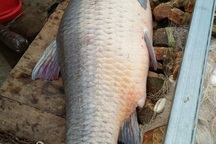 Bắt được cá trắm đen khủng nặng 61kg ở hồ Thác Bà