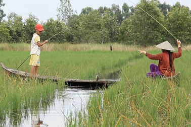 Cá rô lội ngược