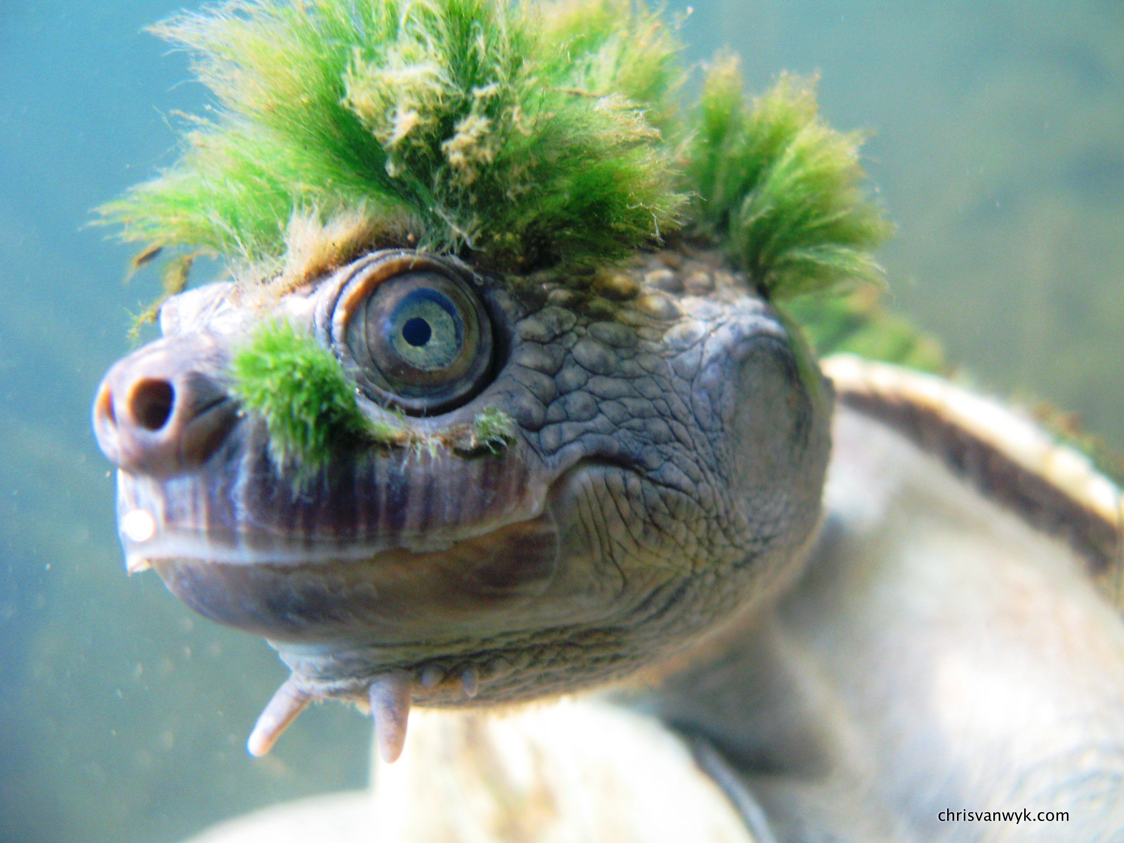 Rùa tóc xanh hay còn gọi là rùa sông Mary là loài quý hiếm có nguy cơ tuyệt chủng cao. (Ảnh: WWF).