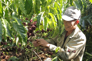 Giữ vững vị thế của cà phê Việt: Khó hay dễ?