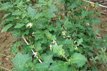 3 thập kỷ chiết xuất dược liệu Việt trị bệnh gan