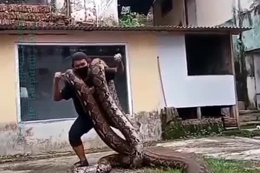 Người đàn ông thản nhiên nhảy múa với 2 con trăn cỡ "khủng" trên vai