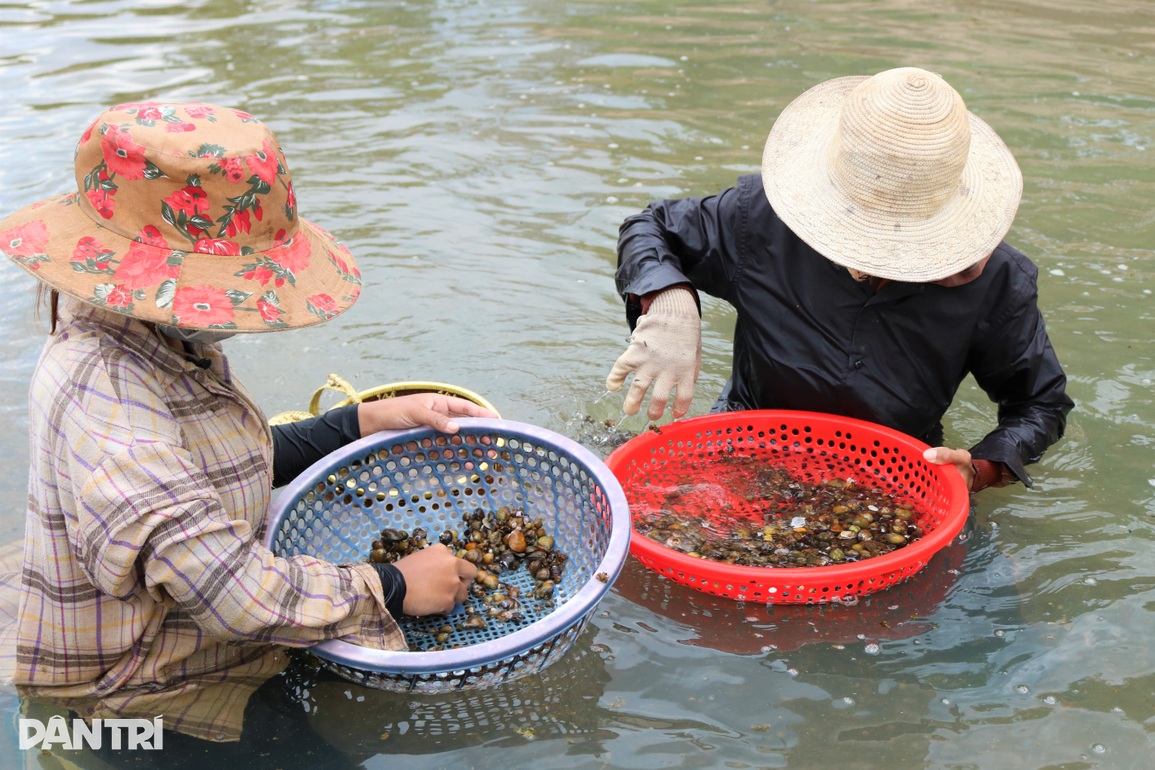 Rộn ràng mùa cào hến trên cao nguyên Gia Lai - 1 Rộn ràng mùa cào hến trên cao nguyên Gia Lai - 1