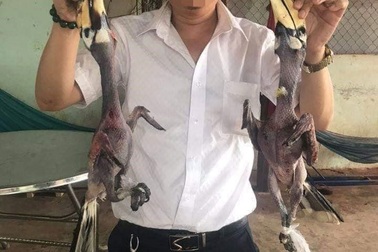 Nếu không ăn nhầm chim Phượng Hoàng Đất, doanh nhân có thể không bị xử lý hình sự