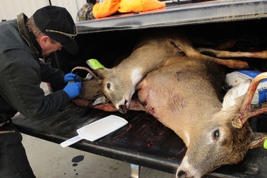 “Hươu xác sống” đang hoành hành ở Nevada