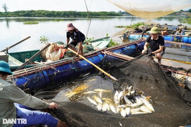 Hàng chục tấn cá lồng chết phơi bụng, người nuôi điêu đứng