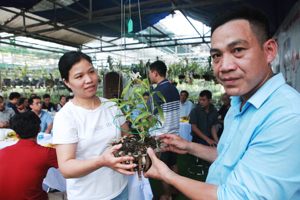 Đại gia Hà Nội chi 5 tỷ đồng mua giỏ lan nhìn như ngọn rau muống - 8 Đại gia Hà Nội chi 5 tỷ đồng mua giỏ lan nhìn như ngọn rau muống - 8