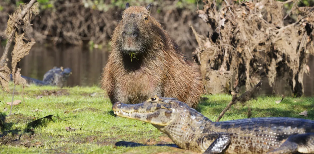 Vì sao capybara ung dung nằm cạnh cá sấu mà vẫn an toàn? - 1 Vì sao capybara ung dung nằm cạnh cá sấu mà vẫn an toàn? - 1