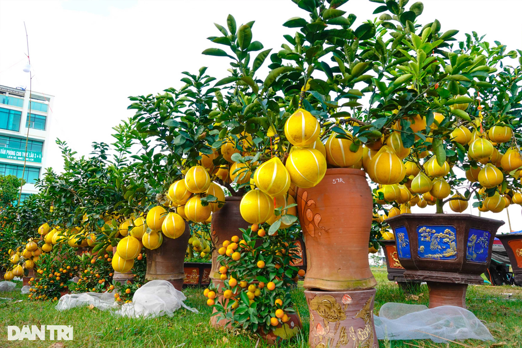 Bưởi diễn, quất khủng xuất hiện trên phố Tây Đô giá cả trăm triệu đồng - 3 Bưởi diễn, quất khủng xuất hiện trên phố Tây Đô giá cả trăm triệu đồng - 3